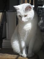 graceful white cat