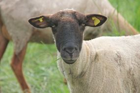 portrait of a sheep in a pasture