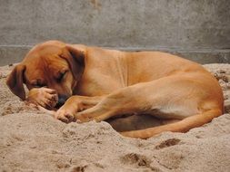 red dog is sleeping on the sand