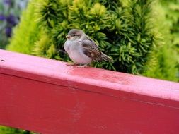 sparrow on the balcony