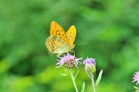 yellow butterfly on the thistle flower