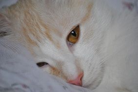 ginger Cat with orange eyes, Face close up