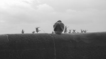 black and white photo of a bird in the back