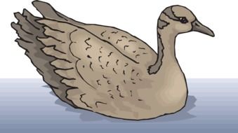 drawing a goose in the water