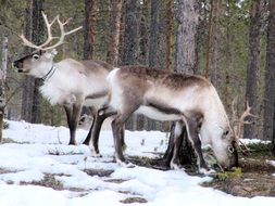 beautiful Reindeer Arctic