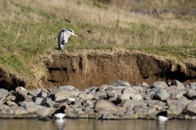 Heron in the wildlife