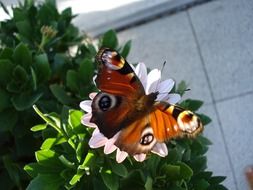 peacock butterfly on camomile