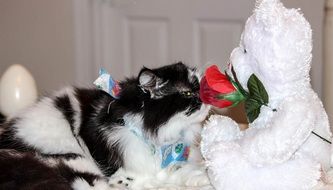 cute Cat smelling flower near plush bear toy
