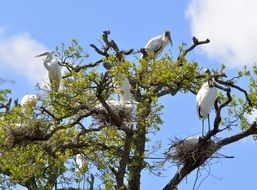 Wood Stork Heron