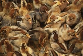 Brown quail chicks