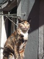 Cat living in Bairro Alto