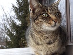 mackerel Cat sitting at window