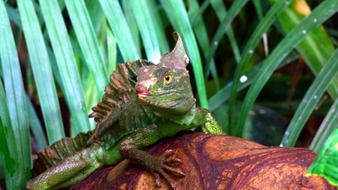 portrait of Green exotic Lizard