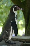 Penguin near a tree