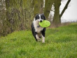 border collie plays in the park