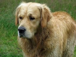 golden retriever close up