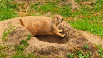 prairie dog in the pit