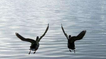 Ducks Flying near lake portrait