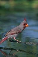 Dessert Cardinal Bird