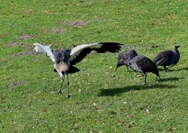 dancing grey crowned crane