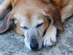 red dog sleeping on the ground