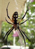 Yellow and black spider on the web in the garden closeup