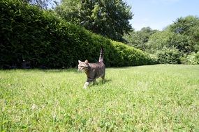 domestic cat in a sunny garden