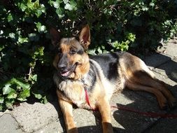 cute and beautiful Dog Shepherd