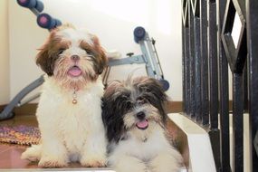 Happy breed Dogs
