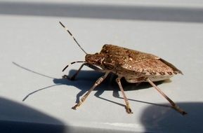 brown bug on the window sill