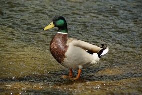 Mallard on the pond