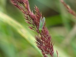 Lacewing Insect