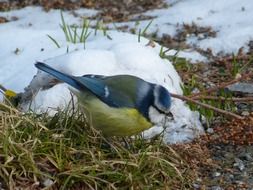 Blue Tit sitting on grass at winter