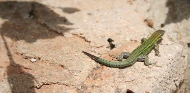 green reptile on a beige stone