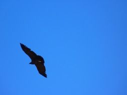flying andean condor