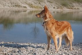 Colorful, beautiful and cute dog near the water