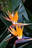 orange strelitzia flowers
