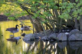 two canadian geese on a rocky shore