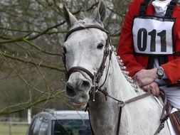 hunting on the horse
