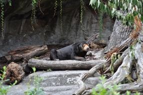 black bear as a dangerous animal