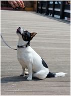 spotted dog on a leash