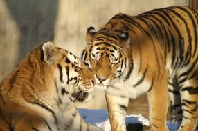 pair of tigers