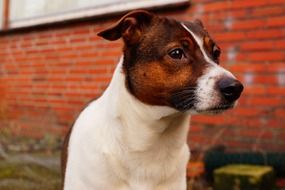 Portrait of the brown and white dog