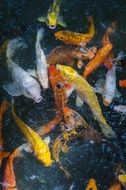 colorful koi fish in water
