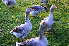 Poultry Goose Birds on a farm