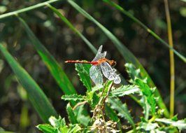 dragonfly in flight in green nature