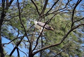 white-bellied eagle in wildlife