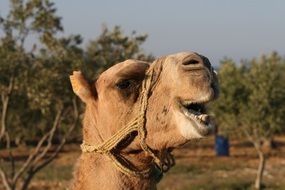 head of a camel in harness close up