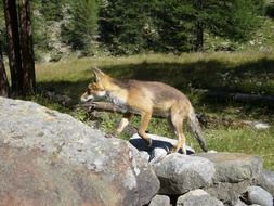 Fox in nature