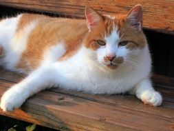 Sweet colorful domestic cat